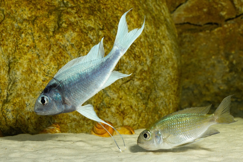 Ophthalmotilapia ventralis 'Kafyoko Point'
